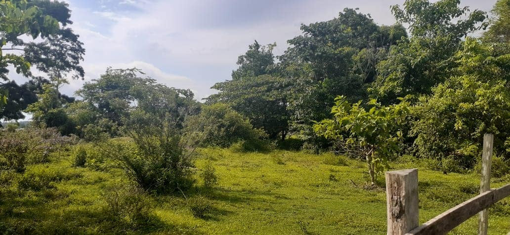 Propriedade Rural - 2.000.000m2 - Itaituba/PA